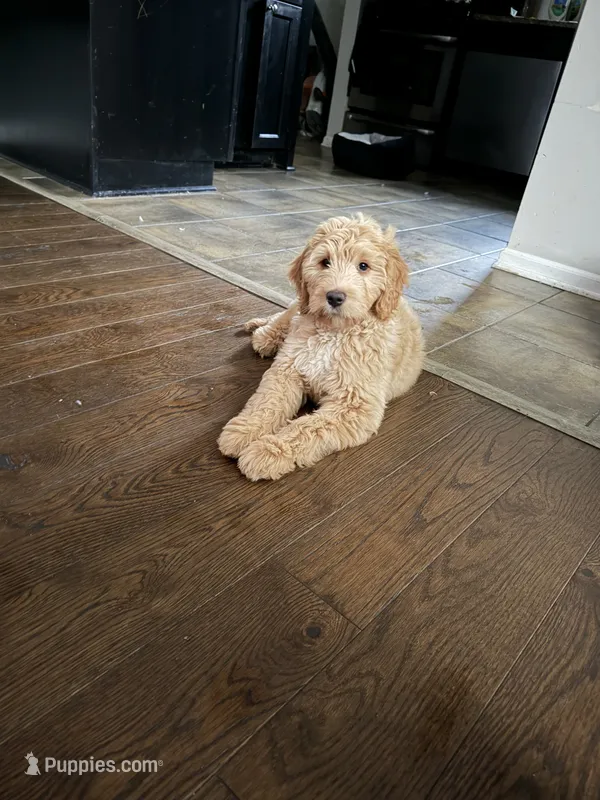 Lady – Goldendoodle puppy for sale in Winthrop Harbor, IL