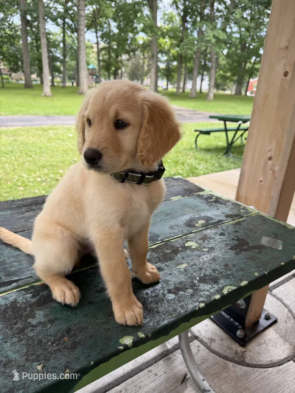Igor – Goldendoodle puppy for sale in Winthrop Harbor, IL