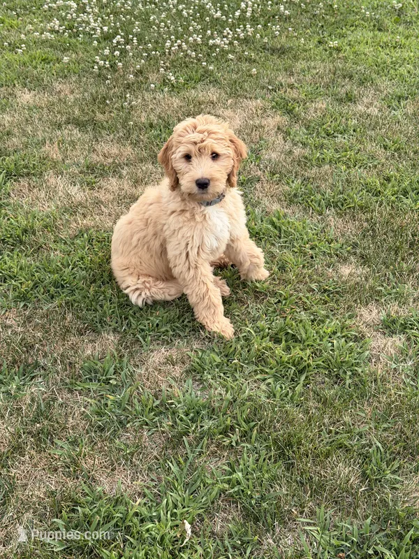 Lady – Goldendoodle puppy for sale in Winthrop Harbor, IL