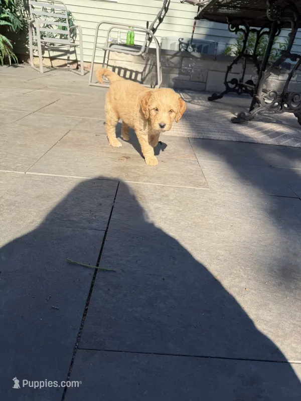 Happy – Goldendoodle puppy for sale in Winthrop Harbor, IL