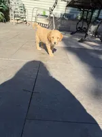 Happy, a male Goldendoodle for sale in Winthrop Harbor, IL – 1 of 3