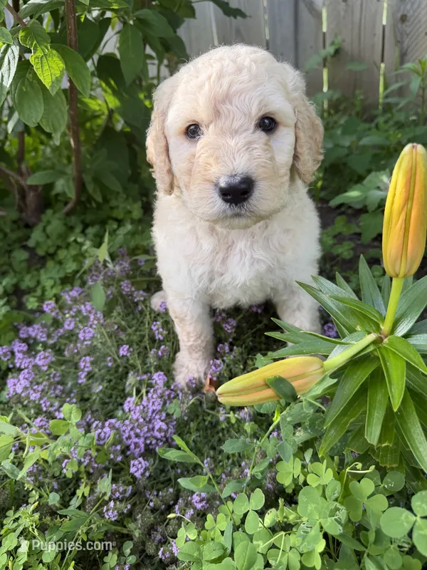 Chino – Goldendoodle puppy for sale in Winthrop Harbor, IL