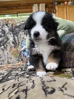Harry, a male Miniature Australian Shepherd for sale in Manton, MI – 2 of 5