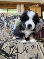Harry, a male Miniature Australian Shepherd for sale in Manton, MI – 3 of 5