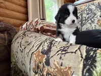 Joe, a male Miniature Australian Shepherd for sale in Manton, MI – 5 of 7