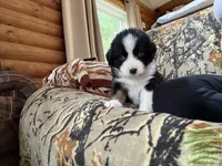 Joe, a male Miniature Australian Shepherd for sale in Manton, MI – 7 of 7