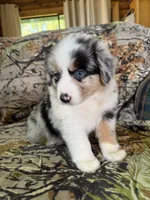 Luckie, a female Miniature Australian Shepherd for sale in Manton, MI – 2 of 10