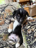 Charlie, a male Miniature Australian Shepherd for sale in Manton, MI – 6 of 9
