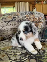 Luckie, a female Miniature Australian Shepherd for sale in Manton, MI – 6 of 10
