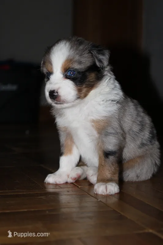 Bobby – Miniature Australian Shepherd puppy for sale in Manton, MI