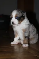 Bobby, a female Miniature Australian Shepherd for sale in Manton, MI – 1 of 3