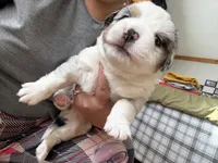 Ziggy, a male Miniature Australian Shepherd for sale in Manton, MI – Photo 3 of 3