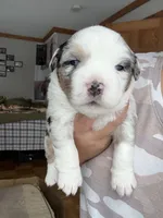 Ziggy, a male Miniature Australian Shepherd for sale in Manton, MI – Photo 2 of 3