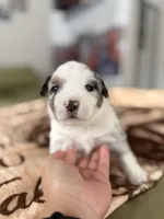 Ziggy, a male Miniature Australian Shepherd for sale in Manton, MI – Photo 1 of 3