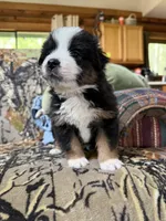 Harry, a male Miniature Australian Shepherd for sale in Manton, MI – 5 of 5