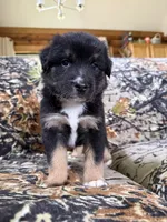 Rudolf , a male Miniature Australian Shepherd for sale in Manton, MI – 6 of 10