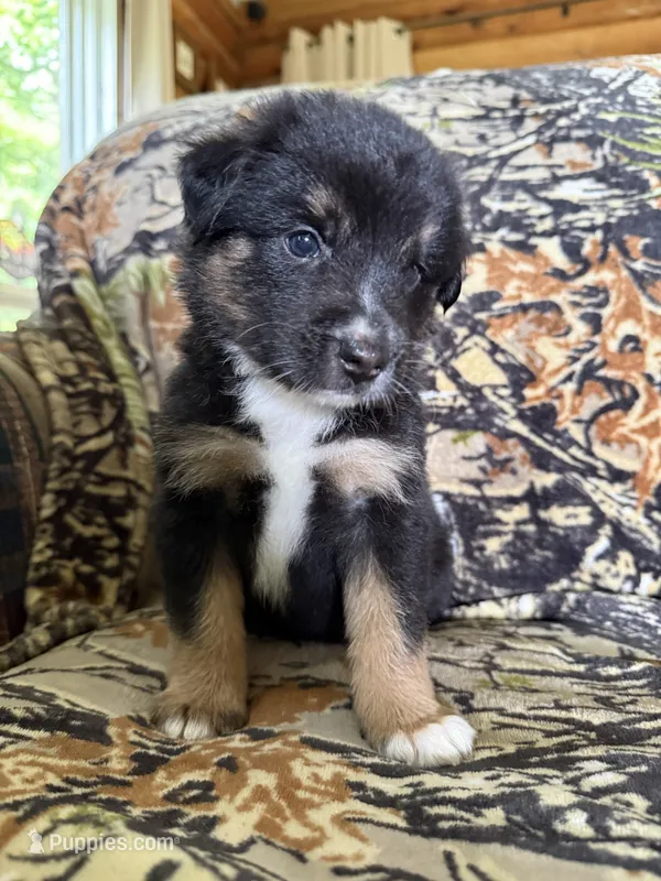 Rudolf  – Miniature Australian Shepherd puppy for sale in Manton, MI