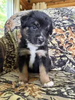 Rudolf , a male Miniature Australian Shepherd for sale in Manton, MI – 1 of 10