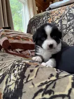 Joe, a male Miniature Australian Shepherd for sale in Manton, MI – 6 of 7