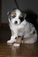 Bobby, a female Miniature Australian Shepherd for sale in Manton, MI – 2 of 3