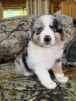Luckie, a female Miniature Australian Shepherd for sale in Manton, MI – 5 of 10