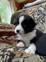 Joe, a male Miniature Australian Shepherd for sale in Manton, MI – 4 of 7