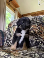 Rudolf , a male Miniature Australian Shepherd for sale in Manton, MI – 9 of 10