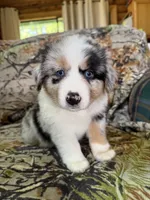 Luckie, a female Miniature Australian Shepherd for sale in Manton, MI – 3 of 10
