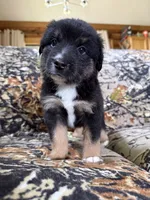 Rudolf , a male Miniature Australian Shepherd for sale in Manton, MI – 3 of 10