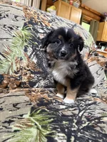 Charlie, a male Miniature Australian Shepherd for sale in Manton, MI – 7 of 9
