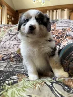 Luckie, a female Miniature Australian Shepherd for sale in Manton, MI – 7 of 10
