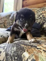 Rudolf , a male Miniature Australian Shepherd for sale in Manton, MI – 2 of 10