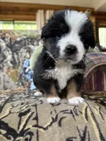 Harry, a male Miniature Australian Shepherd for sale in Manton, MI – 4 of 5