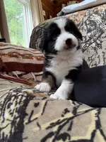 Joe, a male Miniature Australian Shepherd for sale in Manton, MI – 2 of 7