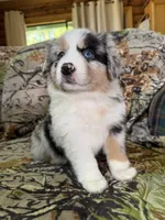 Luckie, a female Miniature Australian Shepherd for sale in Manton, MI – 4 of 10