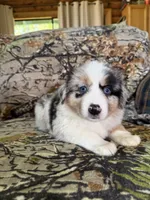 Luckie, a female Miniature Australian Shepherd for sale in Manton, MI – 8 of 10