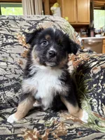 Charlie, a male Miniature Australian Shepherd for sale in Manton, MI – 5 of 9