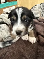 processed/3a12fd72-e8ba-4b81-afd2-cb7f0d5b35c8/listing/aa88d0fe-f69c-4eef-9b44-f6673e22dd23/5b529d43-f668-4c6d-a622-335a6d38180f