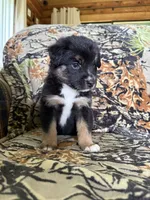 Rudolf , a male Miniature Australian Shepherd for sale in Manton, MI – 5 of 10
