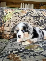 Luckie, a female Miniature Australian Shepherd for sale in Manton, MI – 10 of 10