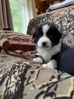 Joe, a male Miniature Australian Shepherd for sale in Manton, MI – 3 of 7