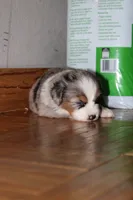 Bobby, a female Miniature Australian Shepherd for sale in Manton, MI – 3 of 3