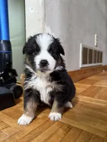 Harry, a male Miniature Australian Shepherd for sale in Manton, MI – 1 of 5