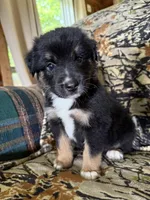 Rudolf , a male Miniature Australian Shepherd for sale in Manton, MI – 10 of 10