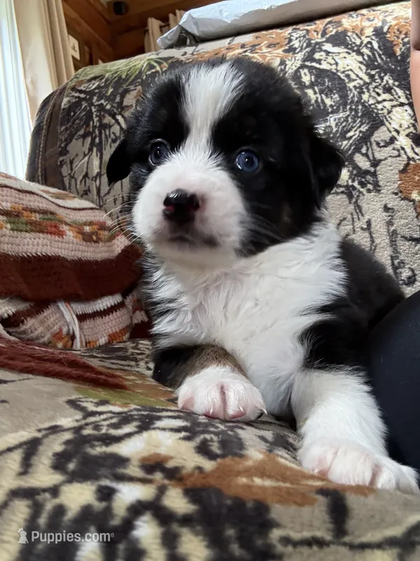 Joe – Miniature Australian Shepherd puppy for sale in Manton, MI