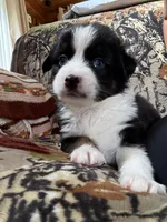 Joe, a male Miniature Australian Shepherd for sale in Manton, MI – 1 of 7