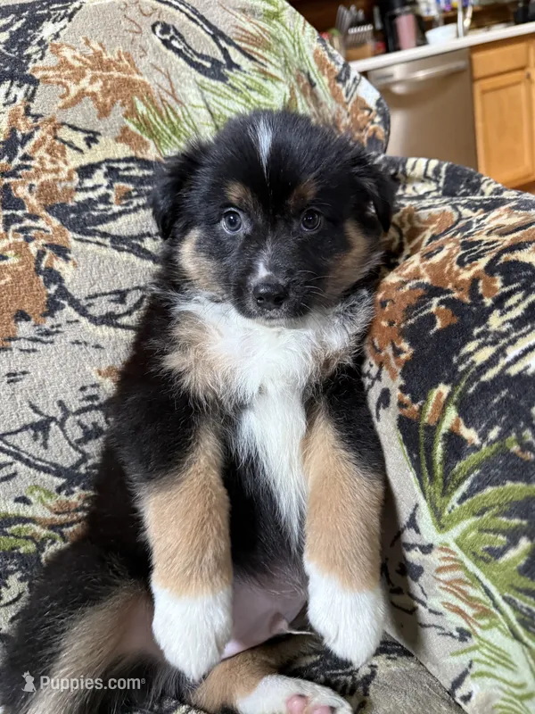 Charlie – Miniature Australian Shepherd puppy for sale in Manton, MI