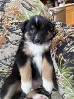 Charlie, a male Miniature Australian Shepherd for sale in Manton, MI – 1 of 9