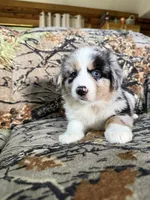 Luckie, a female Miniature Australian Shepherd for sale in Manton, MI – 9 of 10