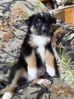 Charlie, a male Miniature Australian Shepherd for sale in Manton, MI – 8 of 9
